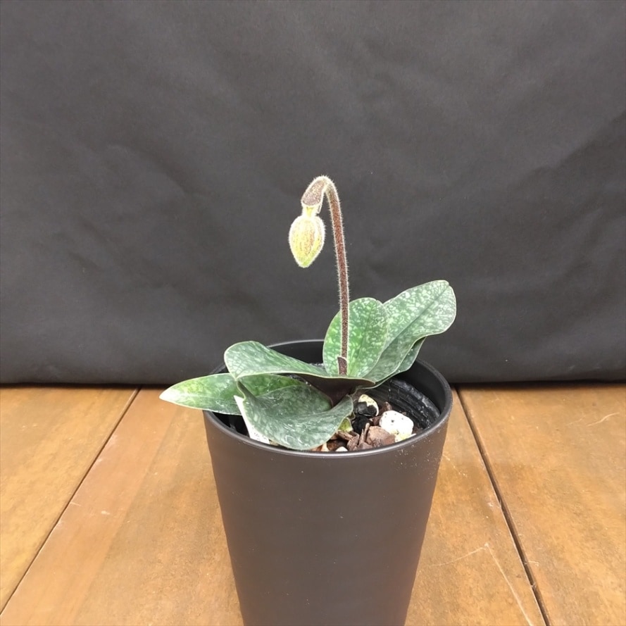 FARM BASE ONLINE SHOP｜洋らん・和らん・苗・資材のギフト・直売