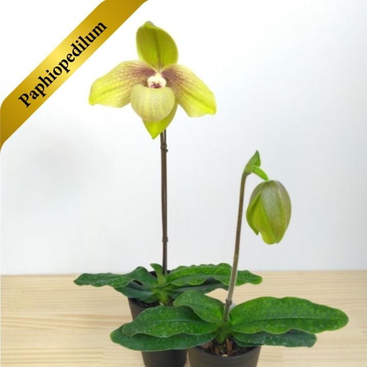 ѥեڥǥࡡ ե ǥPaph. Shun Fa Golden ֲդֳ