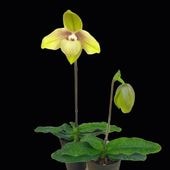 �ѥե����ڥǥ���ࡡ����� �ե� ������ǥ��Paph. Shun Fa Golden�� �ֲ��դ������ֳ�