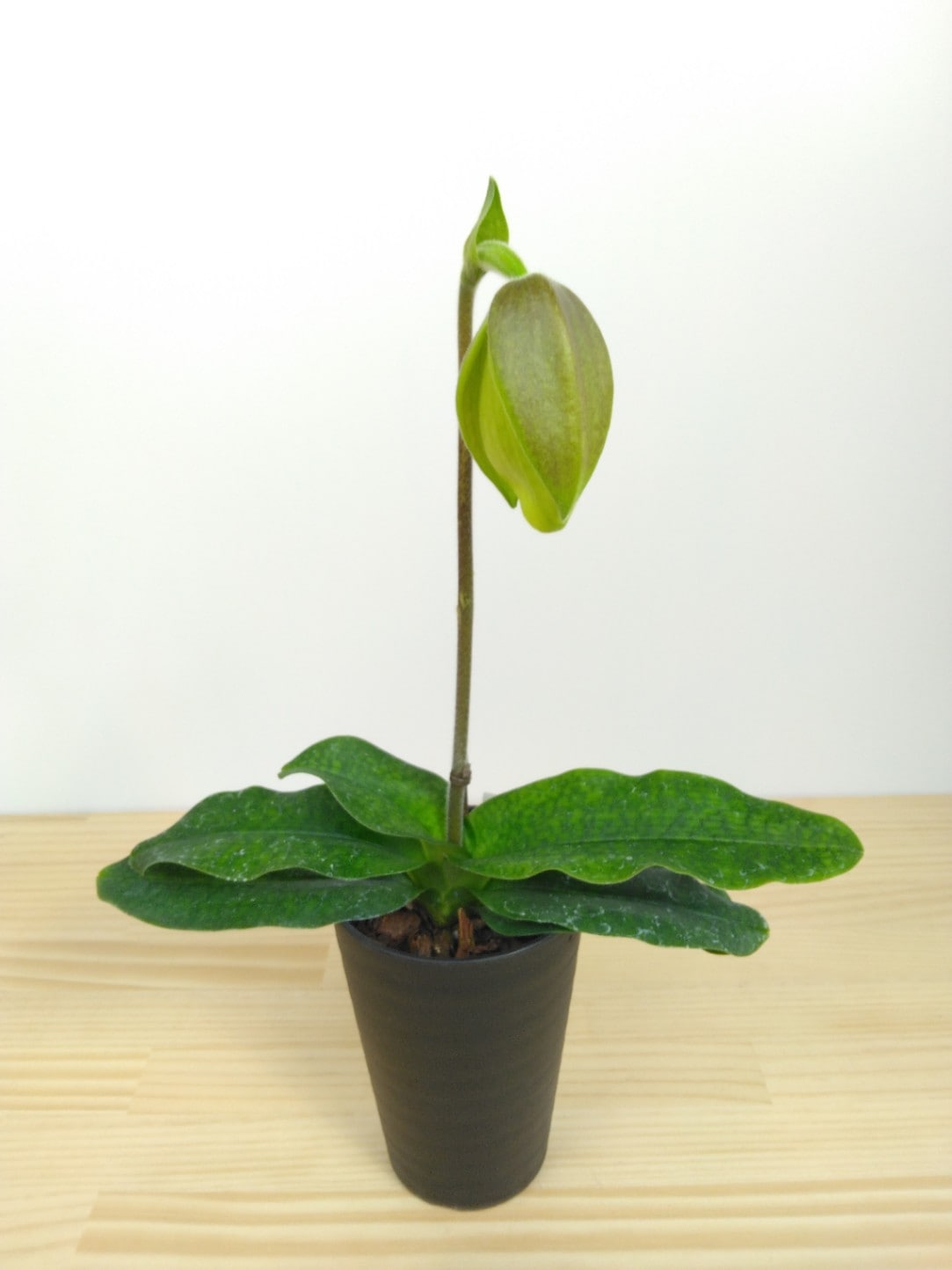 FARM BASE ONLINE SHOP｜洋らん・和らん・苗・資材のギフト・直売