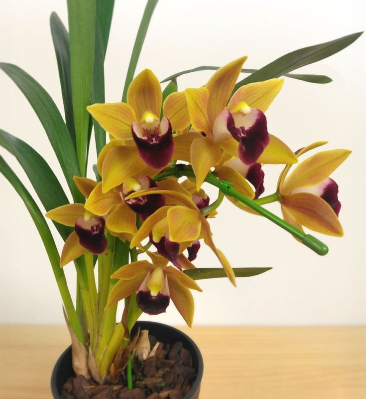 ���ġ��ֲ��աۥ���ӥ����� �ƥ��ꥶ�٥� �ϥåȥե�����ɡ� ����ݥå�