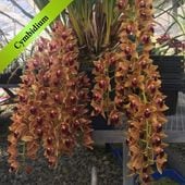 ӥ ƥꥶ٥ϥåȥեɡǡֲʤ ݥå