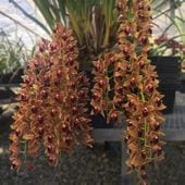 シンビジウム | FARM BASE