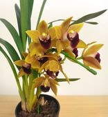 ���ġ��ֲ��աۥ���ӥ����� �ƥ��ꥶ�٥� �ϥåȥե�����ɡ� ����ݥå�