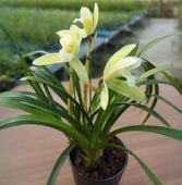 ���� ��ͼ����� �ֲ�����ֳ� ���ʤ��ɤ����