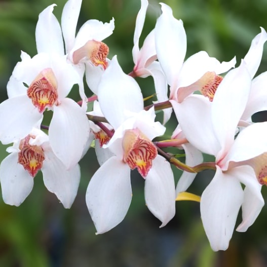 ����ӥ����ึ�Cym. erythrostylum ����