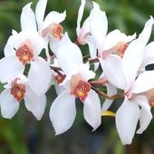 ����ӥ����ึ�Cym. erythrostylum ����