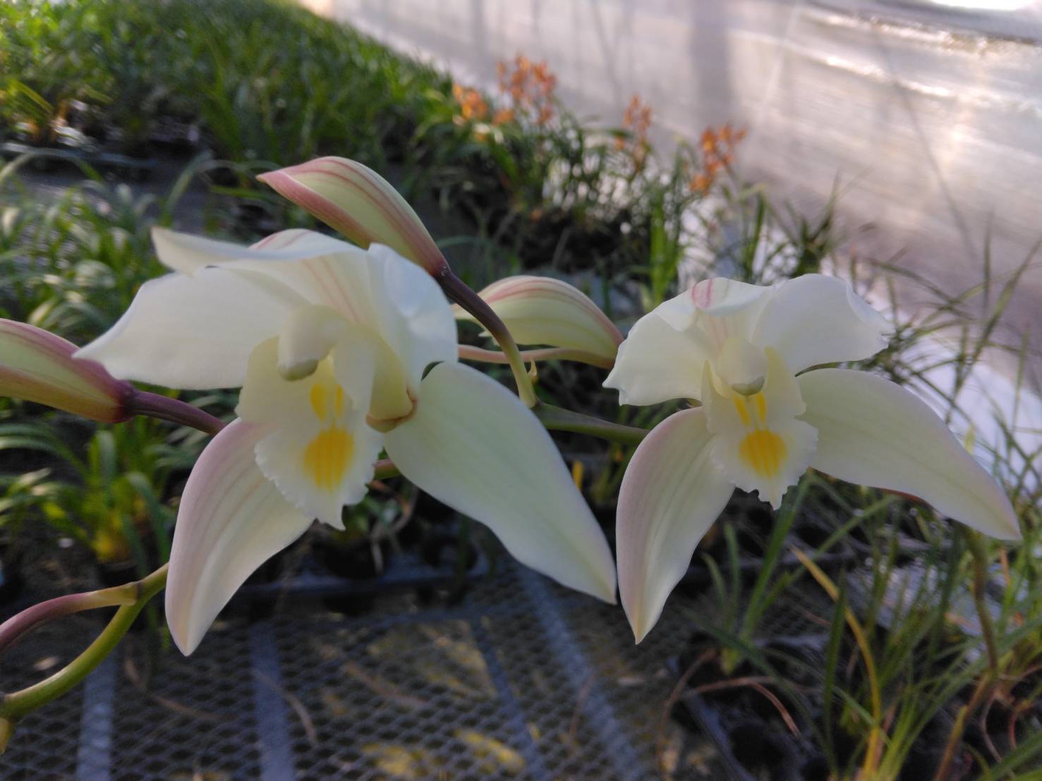 FARM BASE ONLINE SHOP｜洋らん・和らん・苗・資材のギフト・直売