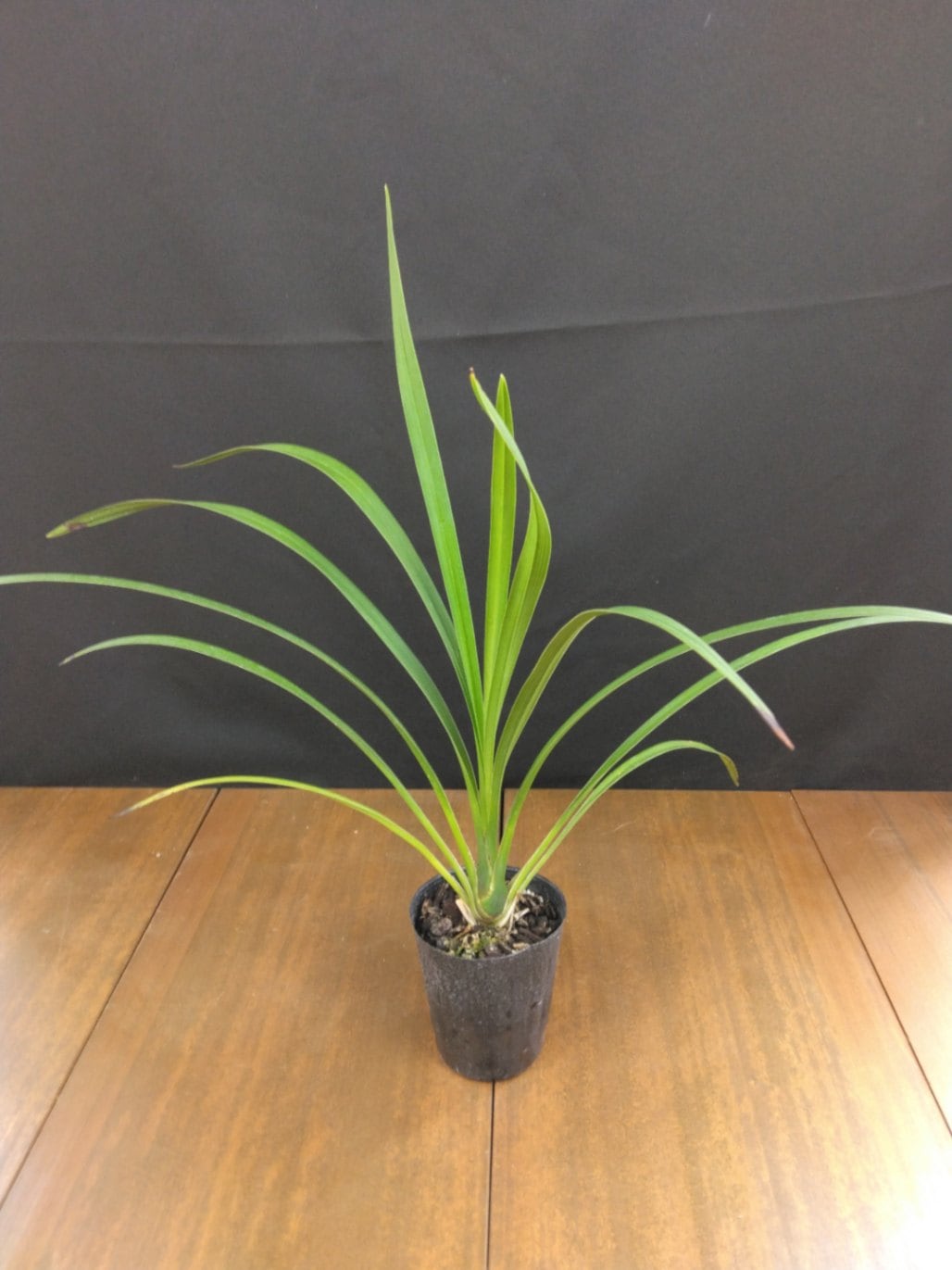 FARM BASE ONLINE SHOP｜洋らん・和らん・苗・資材のギフト・直売