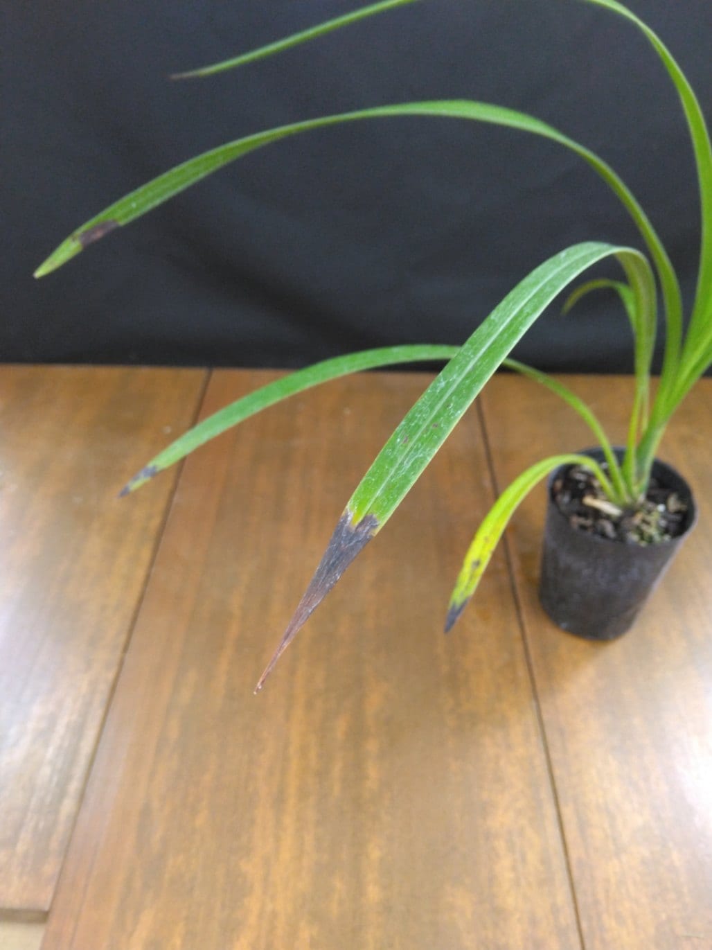 FARM BASE ONLINE SHOP｜洋らん・和らん・苗・資材のギフト・直売