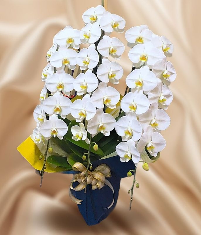 �����򿧥����祦���3�ַԡ����ַԡ���ڤǲڤ䤫����ǰ�����ˡ�Ĥ�֤ˡԥ���������ɥ�������