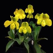 �ѥե����ڥǥ���� �ߥ� ��֥꡼�ޥåס�Paph. Miya Lovely Map�գ�����