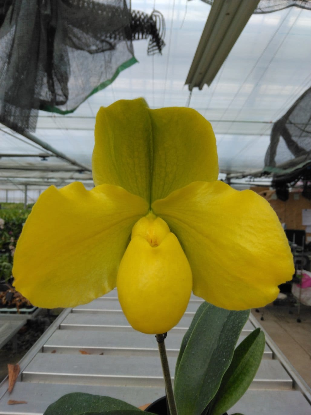 FARM BASE ONLINE SHOP｜洋らん・和らん・苗・資材のギフト・直売