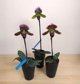 �ѥե����ڥǥ���� �⡼�ǥ����� �ֲ� 3.5��ȭ