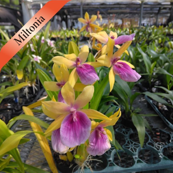 �ߥ�ȥ˥������餭�ߥ�ȥ˥����Ƽ�