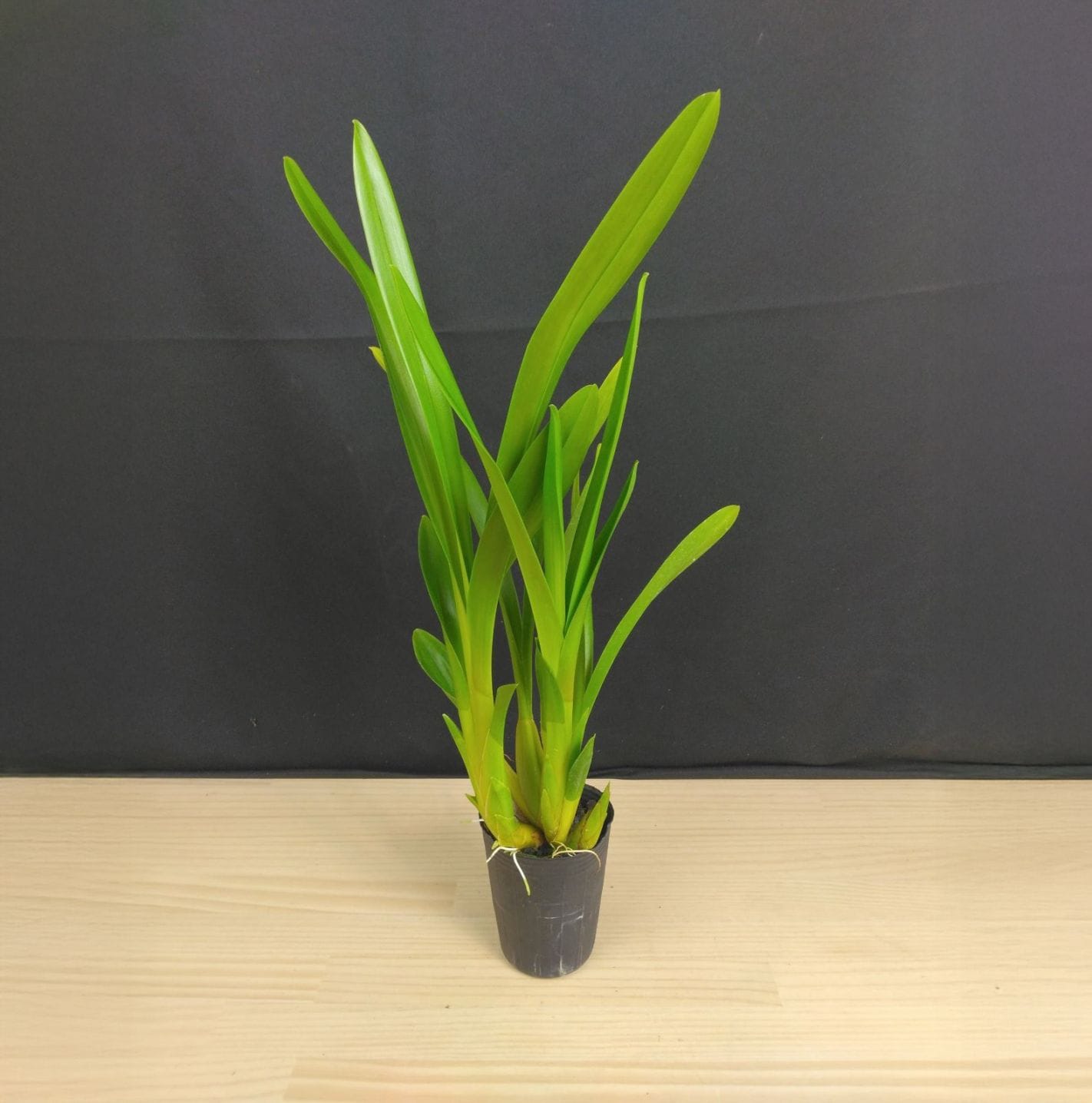 FARM BASE ONLINE SHOP｜洋らん・和らん・苗・資材のギフト・直売