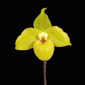 �ѥե����ڥǥ���ࡡ�Υ�ȥϥ������Paph. Norito Hasegawa�� �ֲ��դ������ֳ�