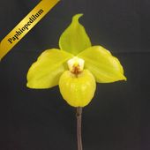 ѥեڥǥࡡΥȥϥPaph. Norito Hasegawa ֲդֳ