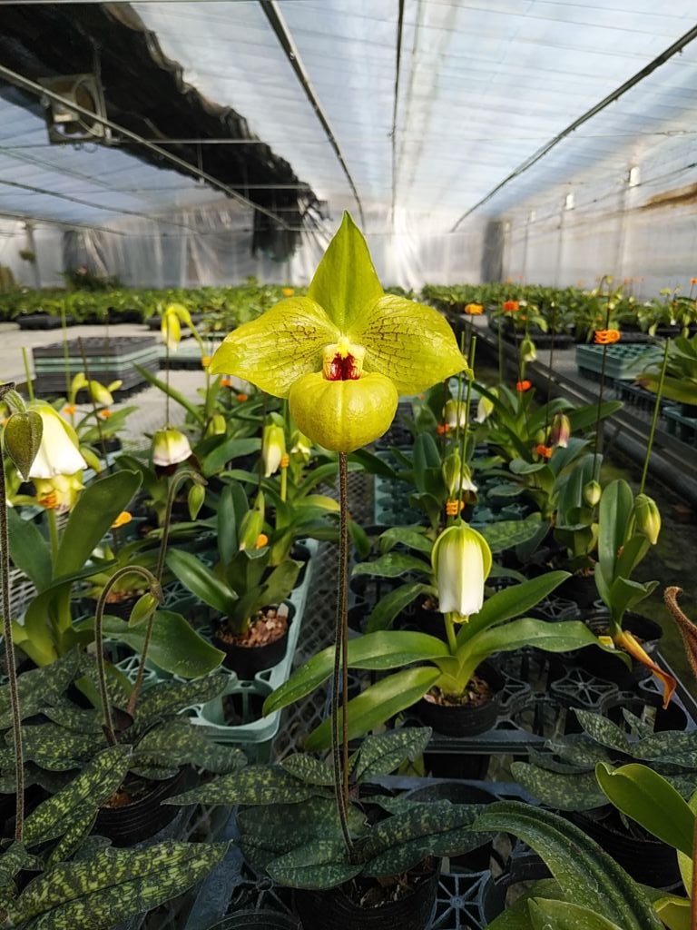 花卉幅20 1_000000000189.jpg?1698891800