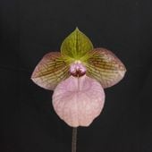 �ѥե����ڥǥ���� �ե��ʥƥ������Paph. Fanaticum�� �ֲ��դ������ֳ�