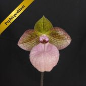 ѥեڥǥࡡեʥƥPaph. Fanaticum ֲդֳ