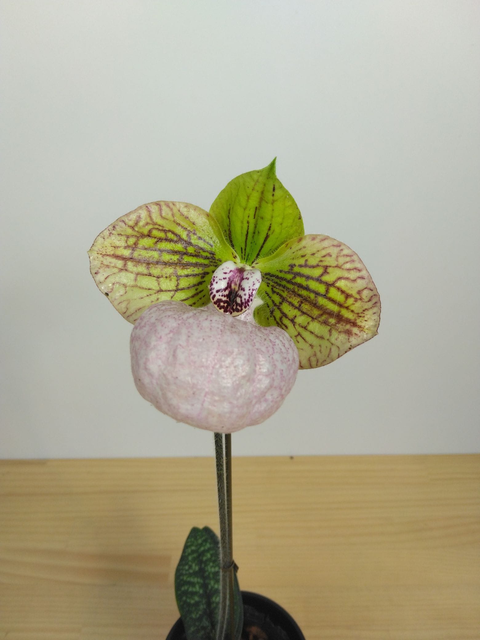 FARM BASE ONLINE SHOP｜洋らん・和らん・苗・資材のギフト・直売