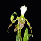 FARM BASE ONLINE SHOP｜洋らん・和らん・苗・資材のギフト・直売