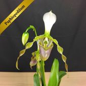 ѥեڥǥࡡ󥵥Paph. dianthumġֳ