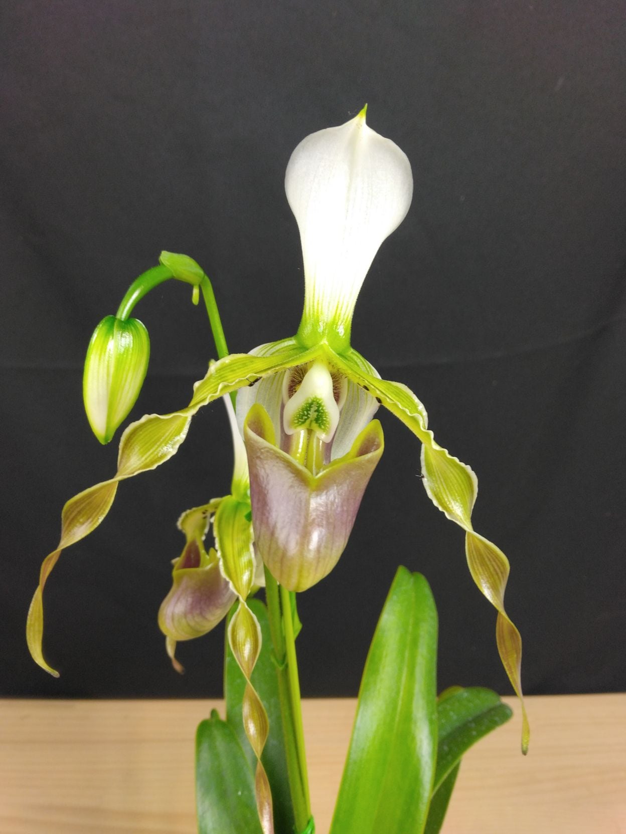 【特選】　洋蘭　パフィオペディルム　2.5寸2種6鉢 特選】 洋蘭 パフィオペディルム 2.5寸2種6鉢