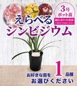 FARM BASE ONLINE SHOP｜洋らん・和らん・苗・資材のギフト・直売