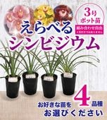 FARM BASE ONLINE SHOP｜洋らん・和らん・苗・資材のギフト・直売