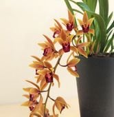 ����ӥ����� �ƥߥ��ޥե��åȡǡ��ֲ�����ֳ� ����