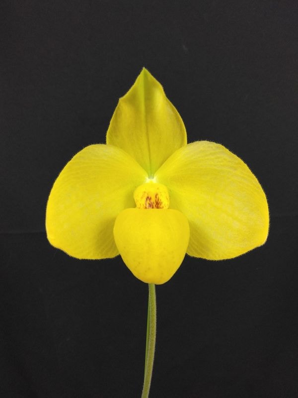 �ѥե����ڥǥ���� �ȥåɥϥ������Paph. Todd Hasegawa�� �ֲ��դ������ֳ�