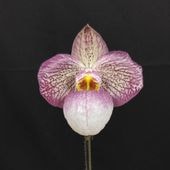 FARM BASE ONLINE SHOP｜洋らん・和らん・苗・資材のギフト・直売