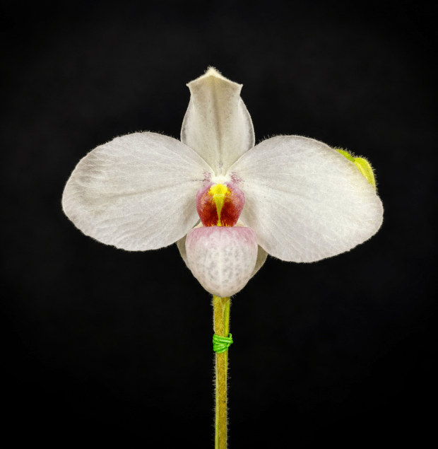 �ѥե����ڥǥ���ࡡ���祤���ϥ������Paph. Joyce Hasegawa�� �ֲ��դ������ֳ�