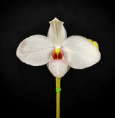 �ѥե����ڥǥ���ࡡ���祤���ϥ������Paph. Joyce Hasegawa�� �ֲ��դ������ֳ�