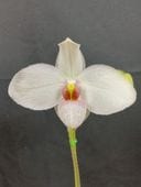 �ѥե����ڥǥ���ࡡ���祤���ϥ������Paph. Joyce Hasegawa�� �ֲ��դ������ֳ�