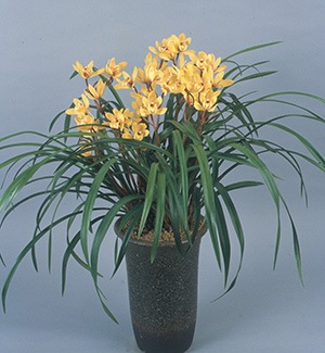 ����3��ݥå��ġڷ�θ��äĤ��ΤҤ����  �Ť����