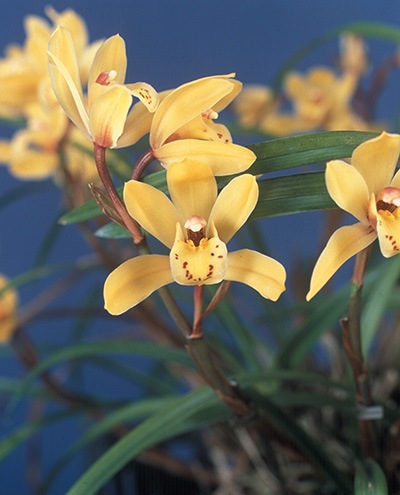 ����3��ݥå��ġڷ�θ��äĤ��ΤҤ����  �Ť����