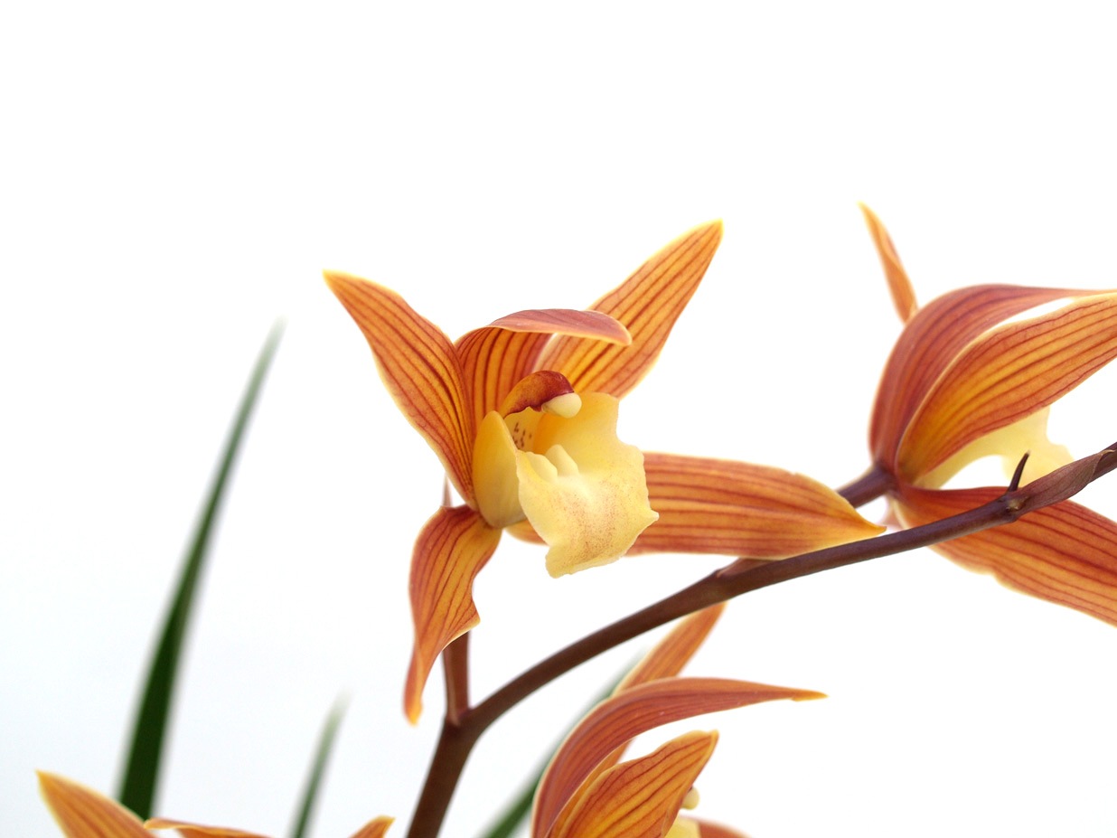 ������ͼ̸ | �椦����۲ֲ������  �ͤӼ�Ӥ��Ĥ����᤿����Ūǻ�� ���ʤ�