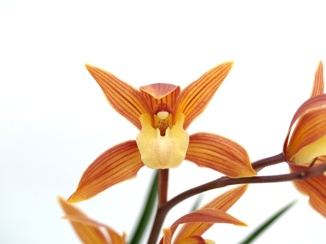 ������ͼ̸ | �椦����۲ֲ������  �ͤӼ�Ӥ��Ĥ����᤿����Ūǻ�� ���ʤ�