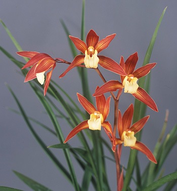 ������ͼ̸ | �椦����۲ֲ������  �ͤӼ�Ӥ��Ĥ����᤿����Ūǻ�� ���ʤ�