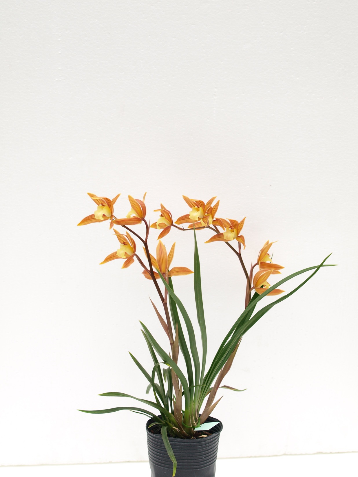 ������ͼ̸ | �椦����۲ֲ������  �ͤӼ�Ӥ��Ĥ����᤿����Ūǻ�� ���ʤ�