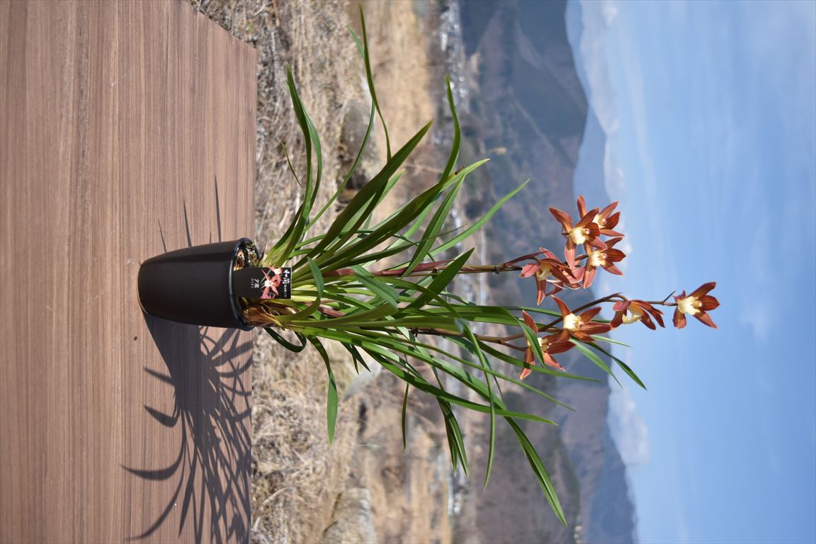 ������ͼ̸ | �椦����۲ֲ������  �ͤӼ�Ӥ��Ĥ����᤿����Ūǻ�� ���ʤ�