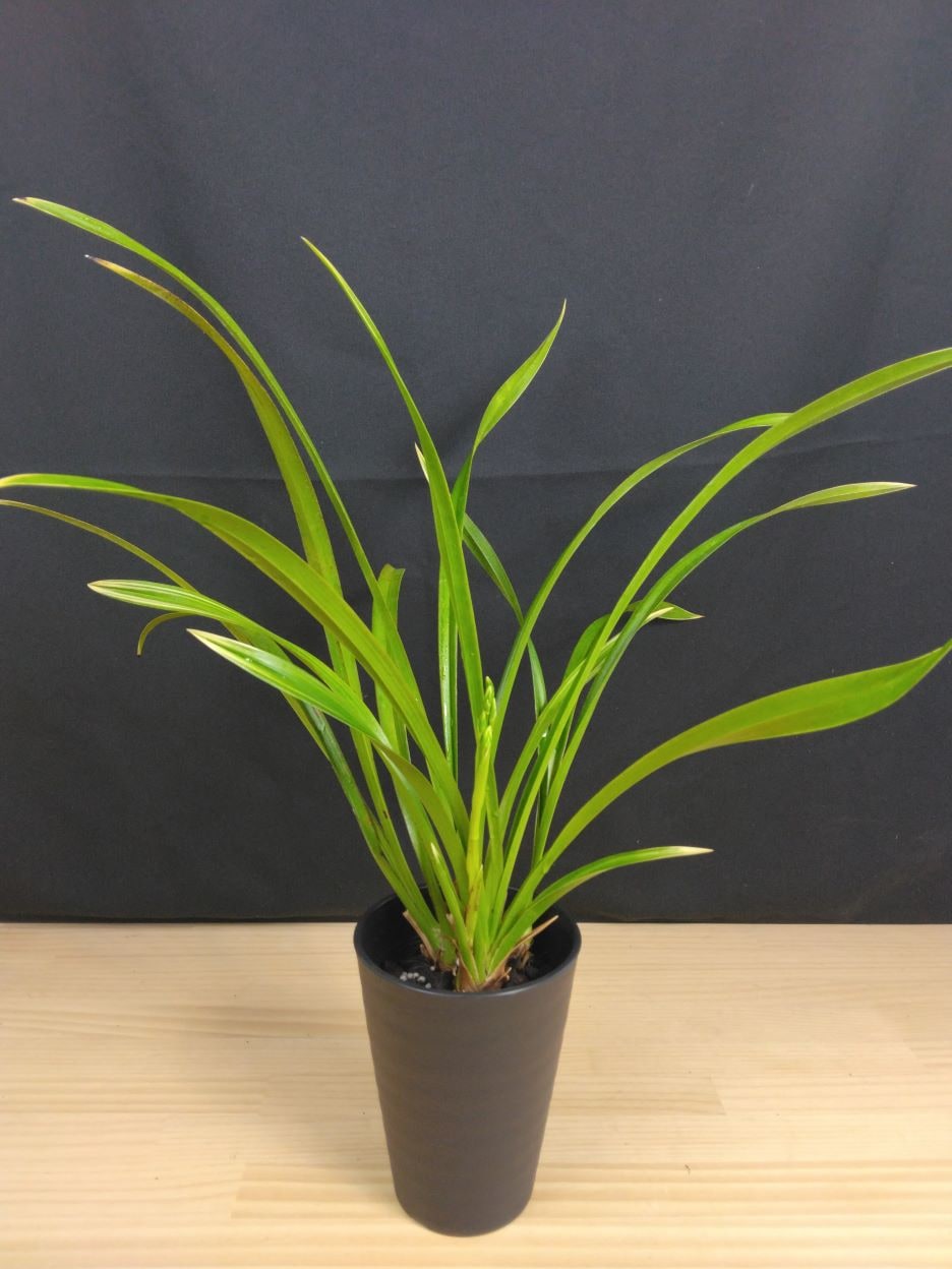 向山蘭園ONLINE SHOP｜洋らん・和らん・苗・資材のギフト・直売