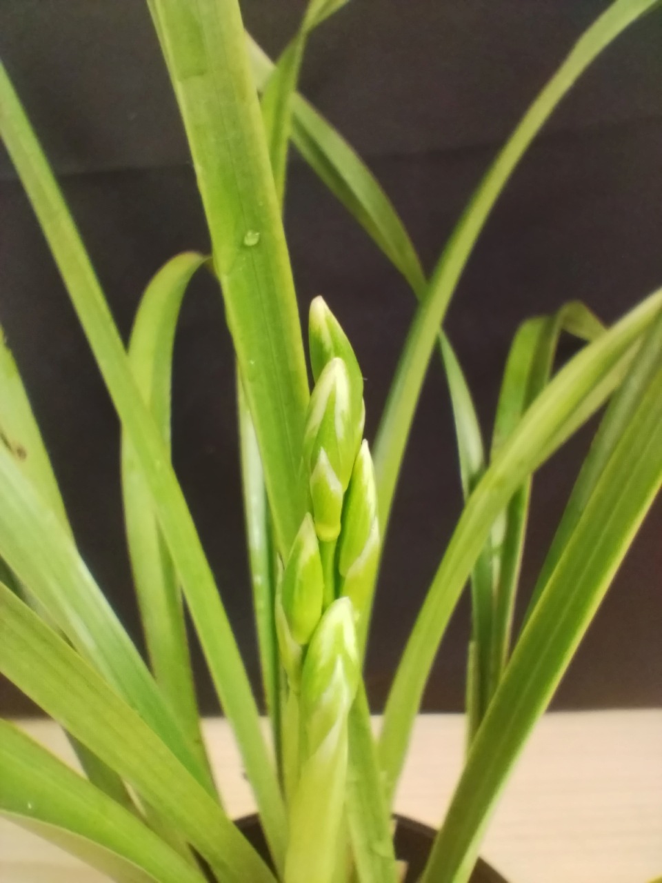 �������������ƽ��餭�ʼ�ֿ�ζ�ޡʤ����夦�����ˡס������ġ��֤���