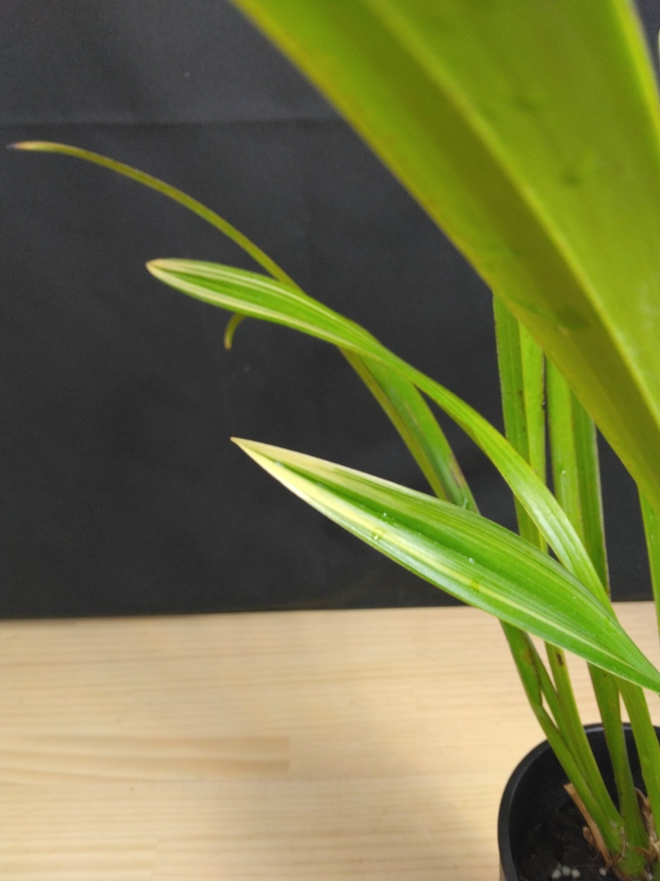 �������������ƽ��餭�ʼ�ֿ�ζ�ޡʤ����夦�����ˡס������ġ��֤���