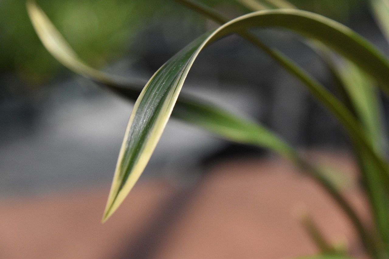 �������������ƽ��餭�ʼ�ֿ�ζ�ޡʤ����夦�����ˡס������ġ��֤���