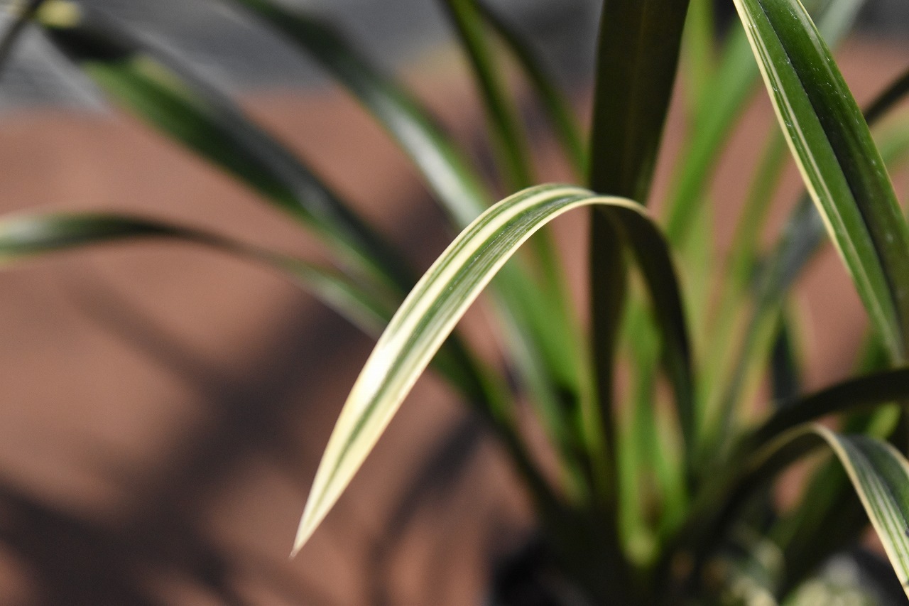 �������������ƽ��餭�ʼ�ֿ�ζ�ޡʤ����夦�����ˡס������ġ��֤���