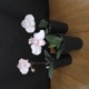 ѥեڥǥࡡˡPaph.Monique Τߡֲդֳ